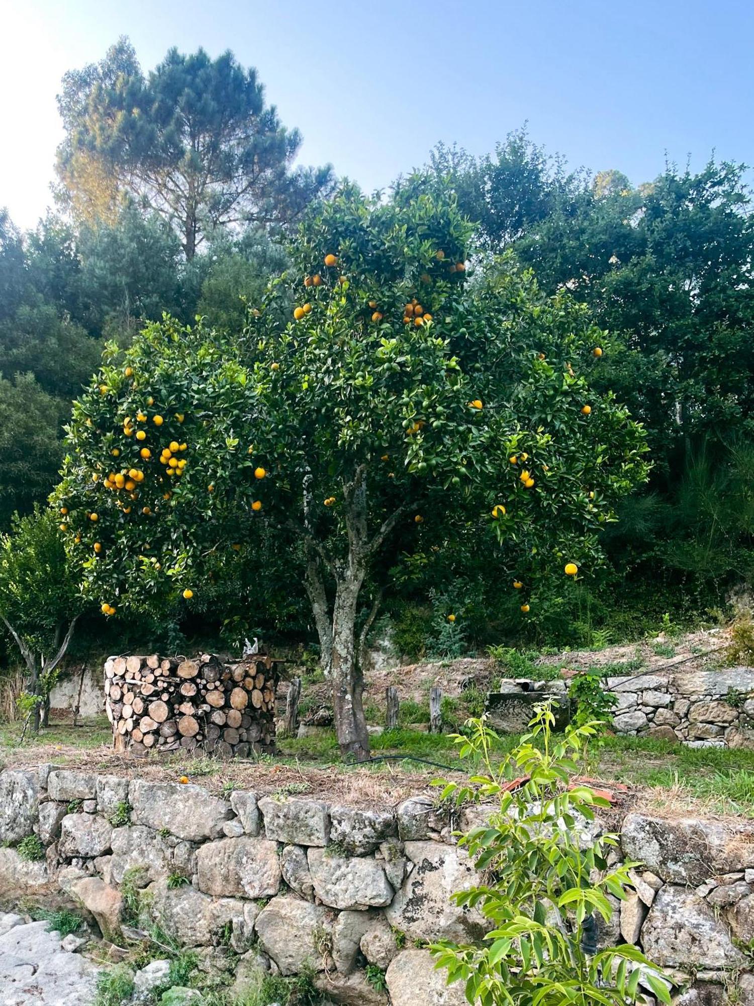 Nascente, Place In Nature Next To A Waterfall Loureiro  Eksteriør bilde